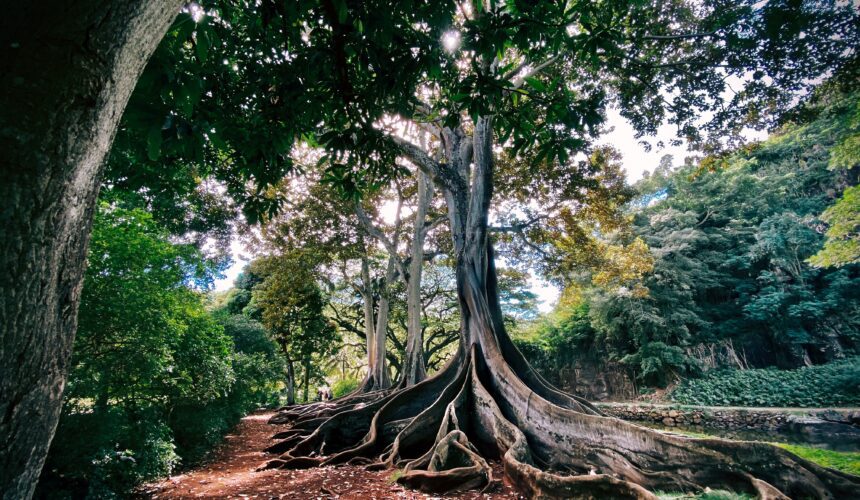 Rooted in Thanksgiving Rooted in Thanksgiving
